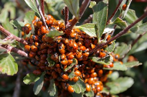 Ladybirds Ladybirds