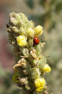 Mullein with Solitary Ladybird Mullein with Solitary Ladybird