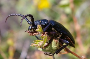Longhorn Beetle Longhorn Beetle