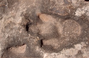 Dinosaur Track, Klondike Bluffs, Utah Dinosaur Track, Klondike Bluffs, Utah