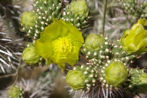 Cholla Blossom Cholla Blossom
