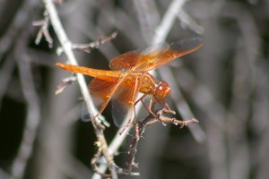 Flame Skimmer Flame Skimmer