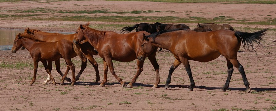 Wild Horses at Bluewater State Park, New Mexico Wild Horses at Bluewater State Park, New Mexico