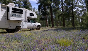 Lupin Camp, Kaibab Plateau, Arizona