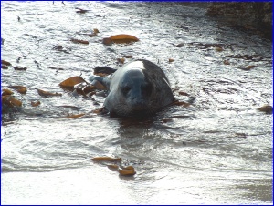 Seal Closeup