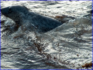 Seal turning to leave