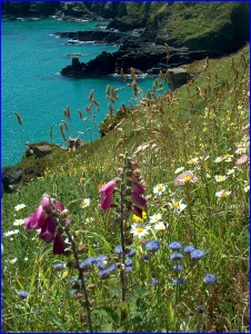 Coastal Flowers