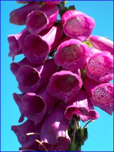 Foxglove