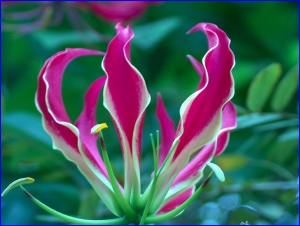 Tropical Flower