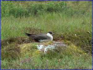 Arctic Skua