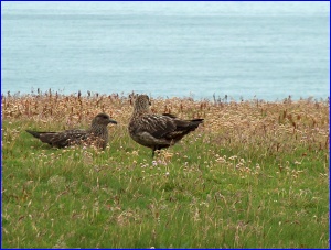 Great Skuas