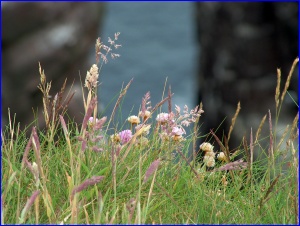 Handa Flowers