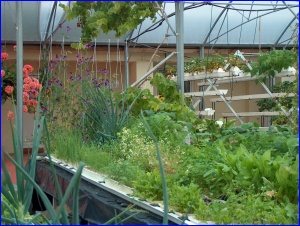 Inside the Hydroponicum