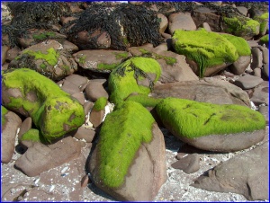 Mossy Rocks