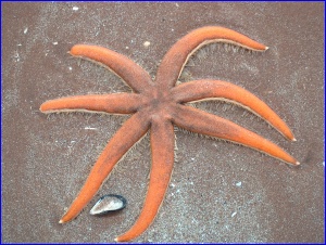 Orange Starfish