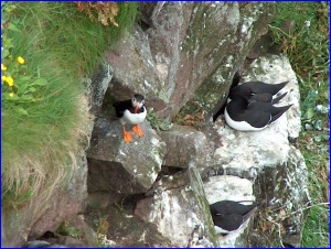 Puffin & Razorbills
