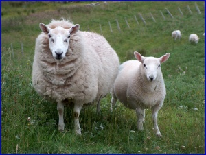 Scottish Sheep
