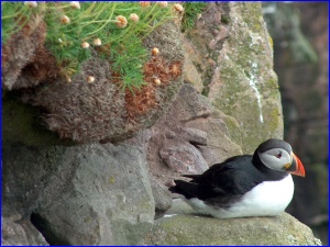 Puffin