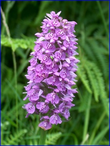 Unidentified Orchid 2